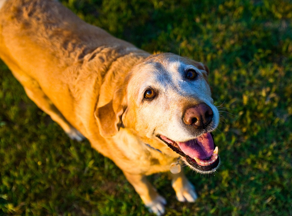 What Is Shallow Breathing In Dogs